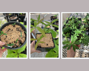 Spring Snapshots from the IPPS Eastern Region President