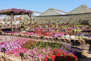 Mast Young Plants greenhouse with flowers in bloom