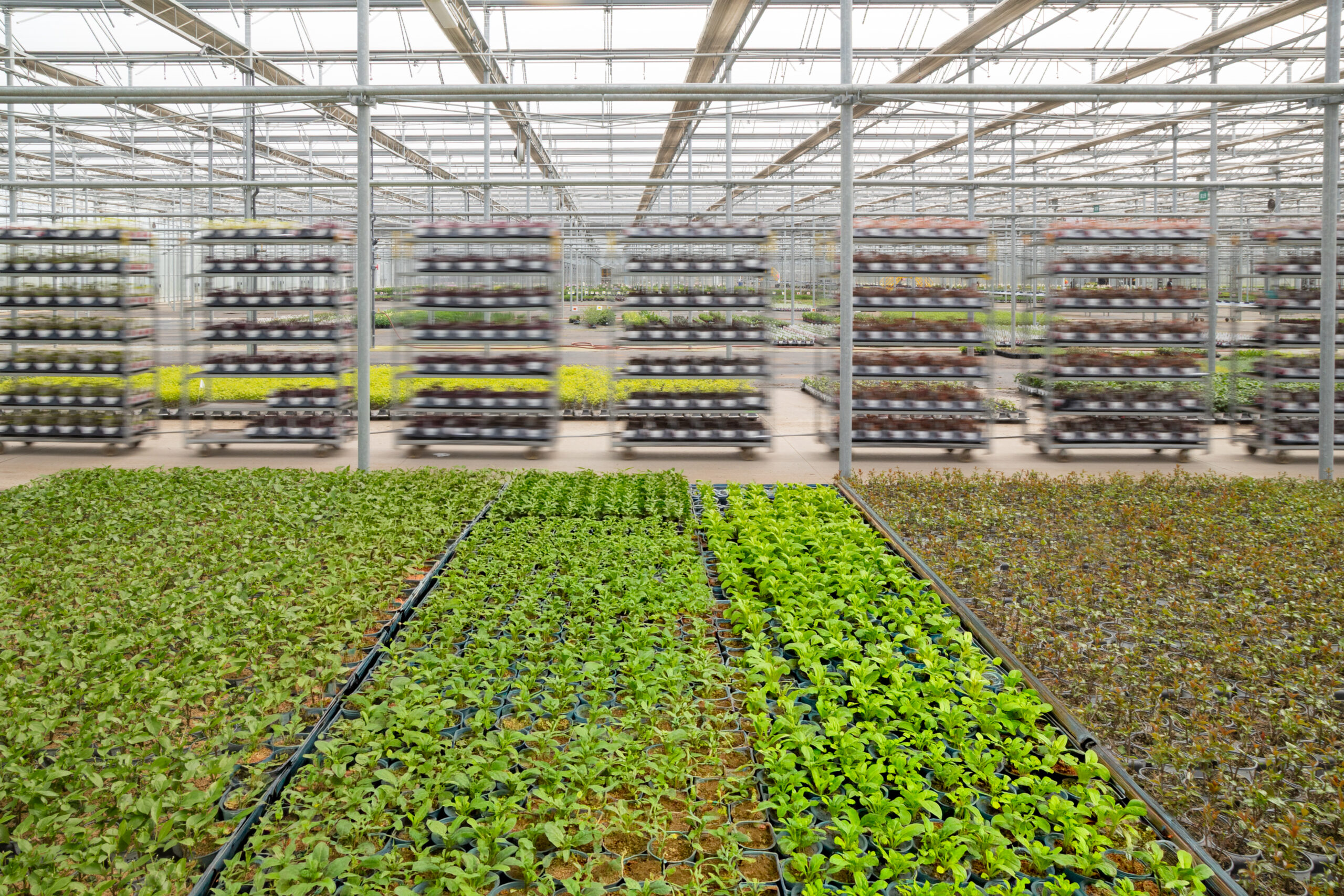 Spring Meadow Nursery greenhouse production with rows of container plants