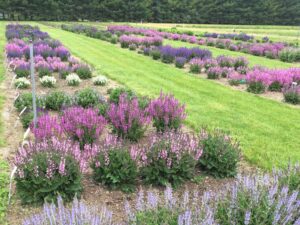 Walters Gardens field of flowers
